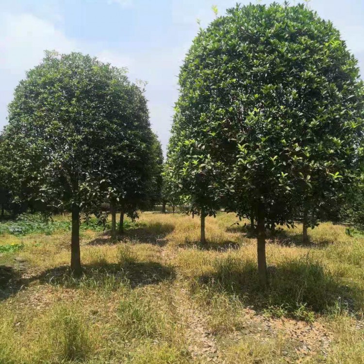 成都精品桂花樹 桂花樹價格 基地直銷 歡迎咨詢 12cm桂花樹批發