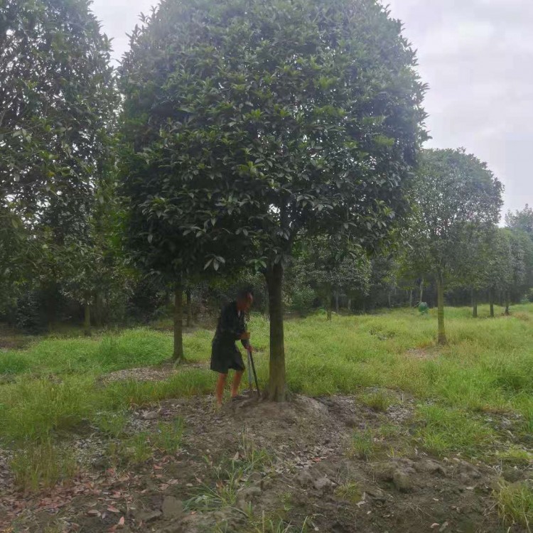 成都桂花樹基地 出售桂花樹苗 價格優惠 15cm桂花樹批發基地