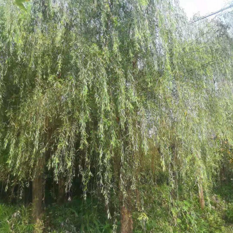 四川柳樹批發 基地供應 金色垂柳 金絲柳樹工程苗 柳樹價格 柳樹小苗 垂柳批發25cm