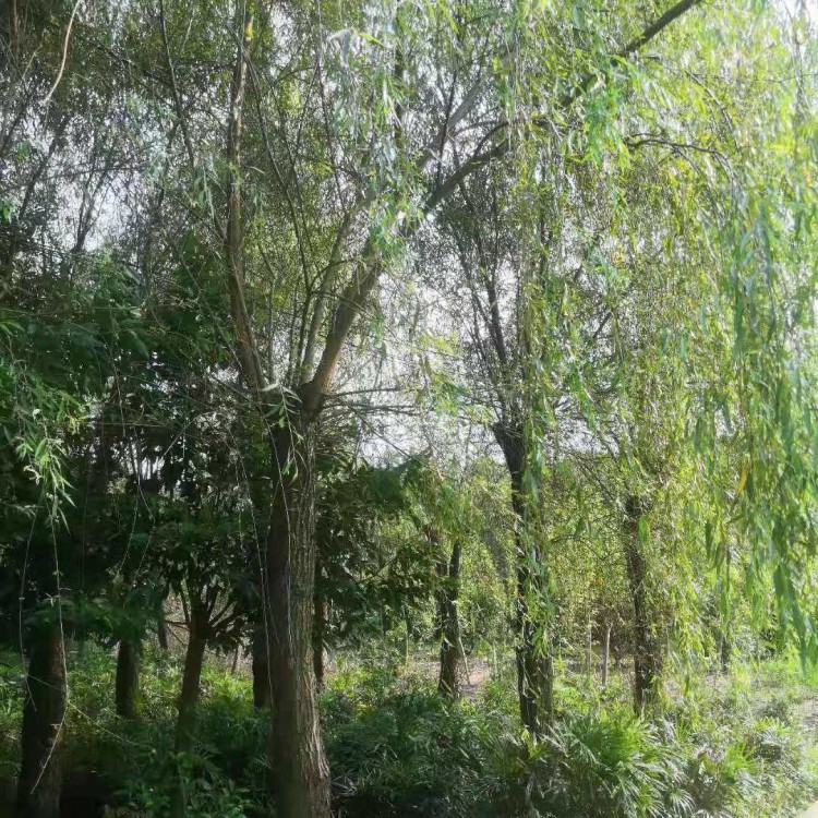 四川柳樹批發 風景樹柳樹 農村垂柳樹