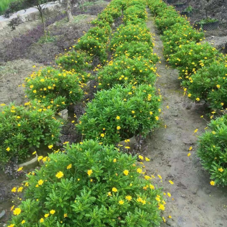 木春菊 黃金菊 花期長 多年生耐寒耐熱綠植 宿根草本