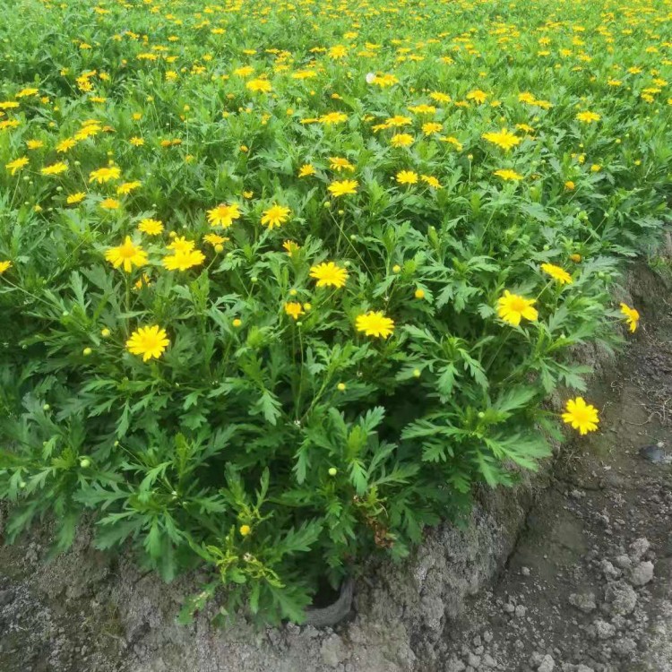 木春菊盆栽 園林盆景觀賞 道路綠化工程苗 黃金菊小苗