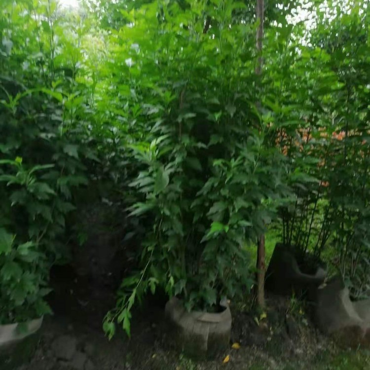 苗圃現挖出售株高80-150公分木槿花 粉色花系 公園景區觀賞花卉