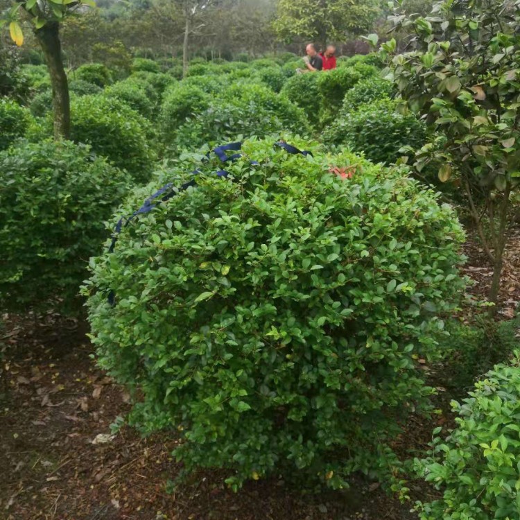 蓉錦創綠化苗木培育基地 1.2米金葉女貞球廣場花壇綠化用苗