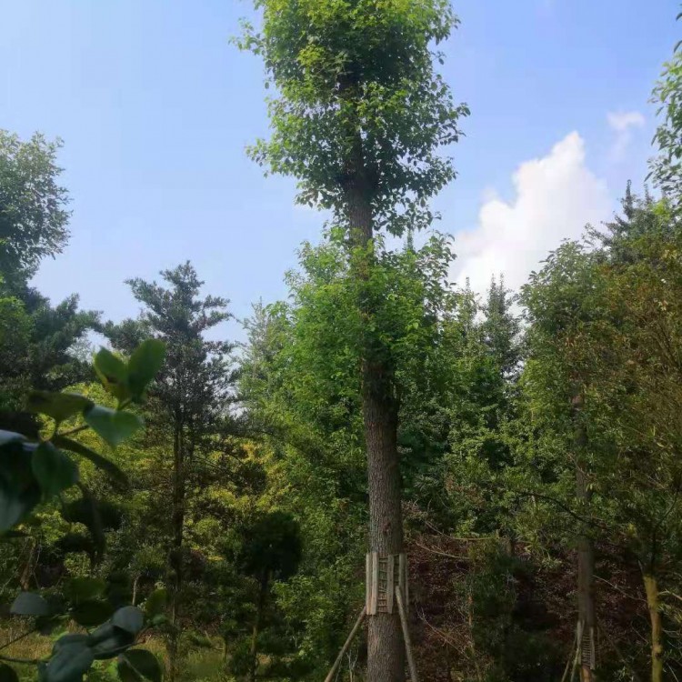 成都批發香樟樹 精品叢生香樟 香樟景觀樹批發